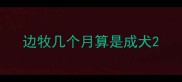 边牧几个月算是成犬