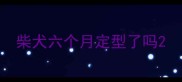 柴犬六个月定型了吗