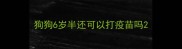 狗狗6岁半还可以打疫苗吗