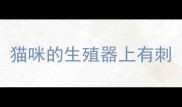 猫咪的生殖器上有刺