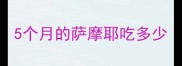 5个月的萨摩耶吃多少
