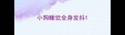 小狗睡觉全身发抖
