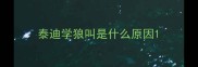 泰迪学狼叫是什么原因
