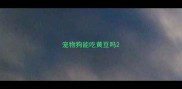 宠物狗能吃黄豆吗