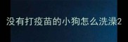 没有打疫苗的小狗怎么洗澡