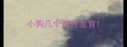 小狗几个月性发育