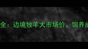巧克力边牧价格全边境牧羊犬市场价饲养成本与选购指南
