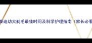 小泰迪幼犬剃毛最佳时间及科学护理指南家长必看