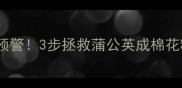 金吉拉毛发稀疏预警3步拯救蒲公英成棉花糖的护理全攻略