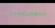 几个月可以给猫吃肉