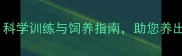 金毛犬攻击性分析科学训练与饲养指南助您养出温顺忠诚的伴侣犬