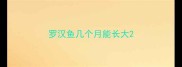 罗汉鱼几个月能长大