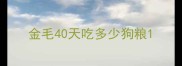 金毛40天吃多少狗粮