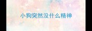 小狗突然没什么精神