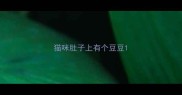 猫咪肚子上有个豆豆