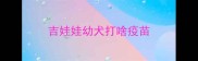 吉娃娃幼犬打啥疫苗