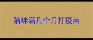 猫咪满几个月打疫苗