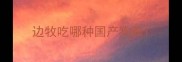 边牧吃哪种国产狗粮