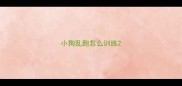 小狗乱跑怎么训练