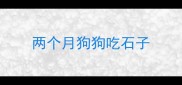 两个月狗狗吃石子