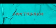 小狗吃了很多西红柿