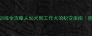 杜宾犬9个月训练全攻略从幼犬到工作犬的蜕变指南附科学运动表