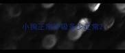 小狗正常呼吸多少正常