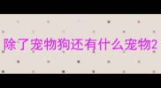 除了宠物狗还有什么宠物