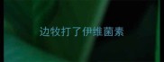 边牧打了伊维菌素