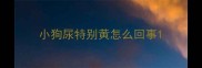 小狗尿特别黄怎么回事