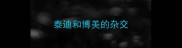 泰迪和博美的杂交