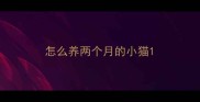 怎么养两个月的小猫
