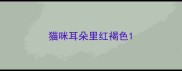猫咪耳朵里红褐色