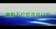藏獒不打疫苗可以吗