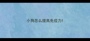 小狗怎么提高免疫力