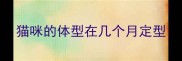 猫咪的体型在几个月定型