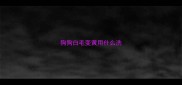 狗狗白毛变黄用什么洗