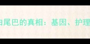 边境牧羊犬白尾巴的真相基因护理与性格全