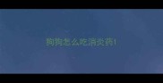 狗狗怎么吃消炎药