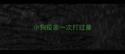 小狗疫苗一次打过量