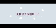 边牧幼犬取暖用什么