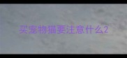 买宠物猫要注意什么