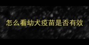 怎么看幼犬疫苗是否有效
