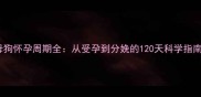 母狗怀孕周期全从受孕到分娩的120天科学指南