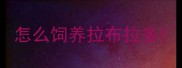 怎么饲养拉布拉多