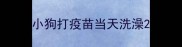 小狗打疫苗当天洗澡