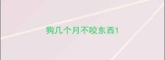 狗几个月不咬东西