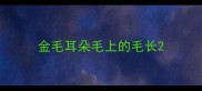 金毛耳朵毛上的毛长