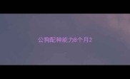 公狗配种能力8个月