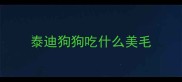 泰迪狗狗吃什么美毛